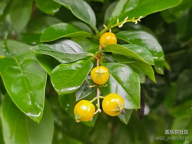 【夏日松弛感】雨滴晶瑩