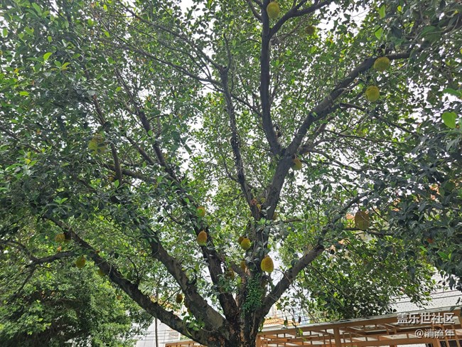 【夏日松弛感】公園