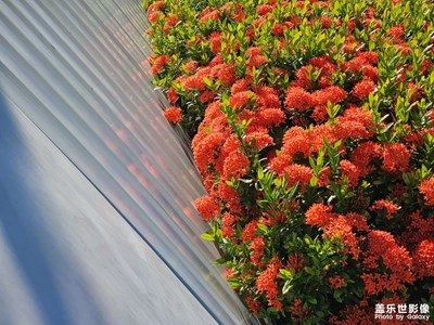 【花開(kāi)半夏】不知花名