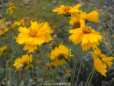 【花開半夏】GalaxyS25Ultra  夏花