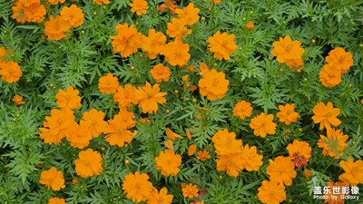 【花開半夏】夏花