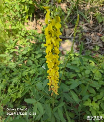 【花開半夏】遇見花開