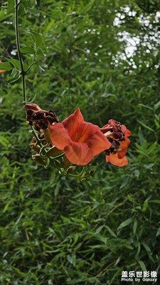 【花開半夏】+公園隨拍