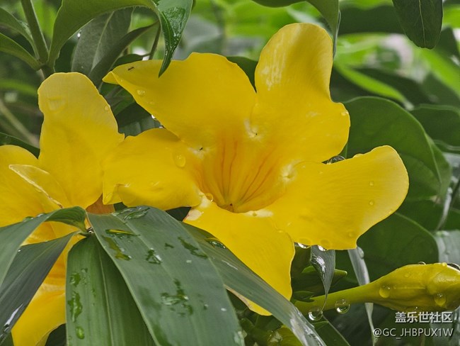 【夏日松弛感】雨滴晶瑩