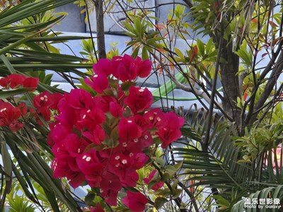 【花開半夏】+夏日時光