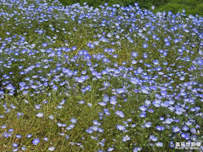 【花開半夏】+夏天的花