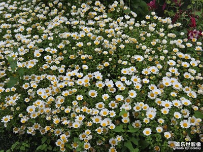 【花開半夏】+芬芳依舊