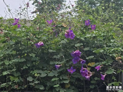 【花開(kāi)半夏】+各種各樣的花