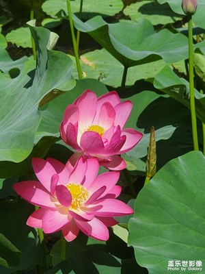 【花開半夏】多彩夏日