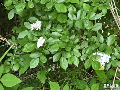 【花開半夏】+花的世界