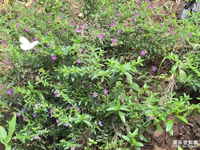 【花開半夏】+小蝴蝶