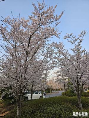 [花開半夏]有花有酒