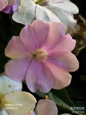 【花開(kāi)半夏】公園鮮花