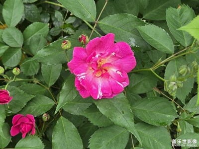 【花開半夏】+尋花