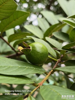 【花開半夏】田園采風(fēng)
