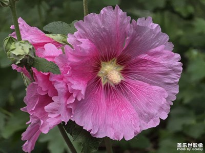 【花開(kāi)半夏】+ 雨后花開(kāi)