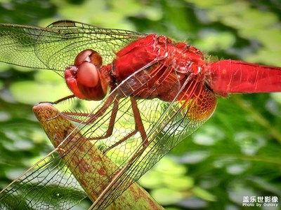 Galaxy S23 Ultra【我的自然朋友】