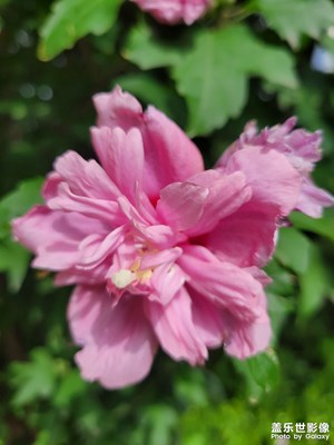 【花開半夏】+花海的早晨