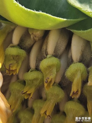 【花開半夏】+象征生命力的向日葵花