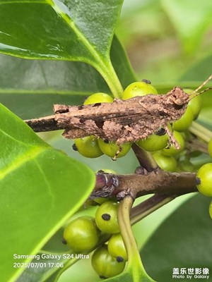 【愛?分享】昆蟲獵影