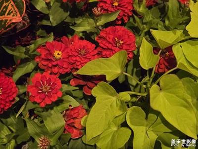 【花開半夏】+半夏景色