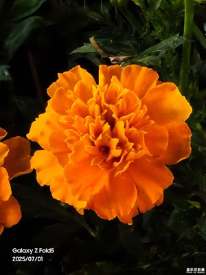 【花開半夏】夜晚隨拍