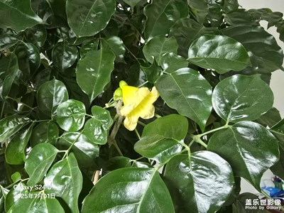 開(kāi)花的發(fā)財(cái)樹(shù)