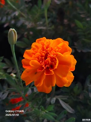 【花開半夏】夜色里的五彩