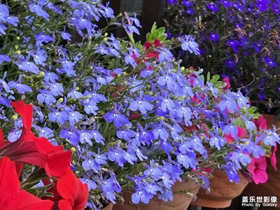 【花開半夏】+賞花