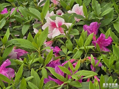 【花開(kāi)半夏】+鮮活生命力