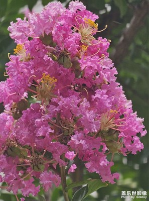 【花開半夏】+夏紫薇