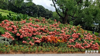【花開半夏】+花海的早晨
