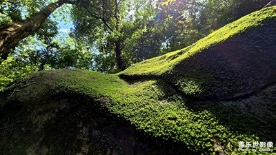 隨兒登陽臺山，賞青苔之美！