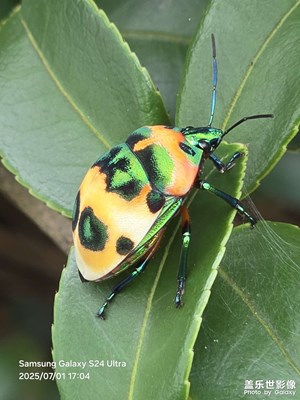 【愛?分享】昆蟲獵影