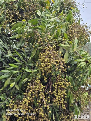 【七彩夏日】夏日濃郁的綠色