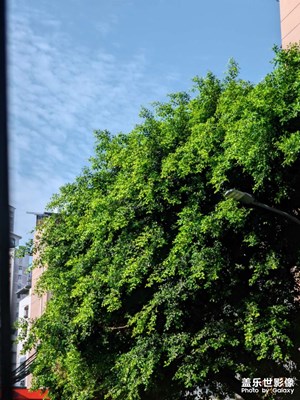 【七彩夏日】陽光與綠葉