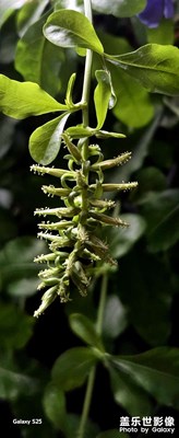 【七彩夏日】自然的生機(jī)