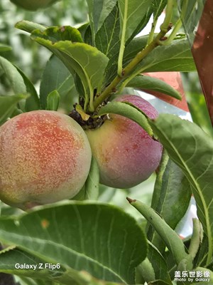 【七彩夏日】+院子里的生機勃勃