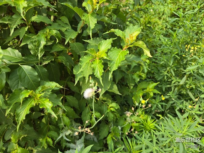 【瞬間及永恒】花