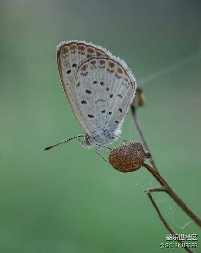【瞬間及永恒】微觀世界漫游 【瞬間及永恒】微觀世界漫游