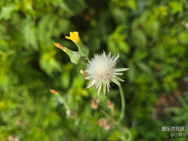 【瞬間及永恒】花