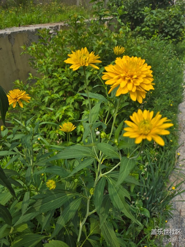 【瞬間及永恒】花