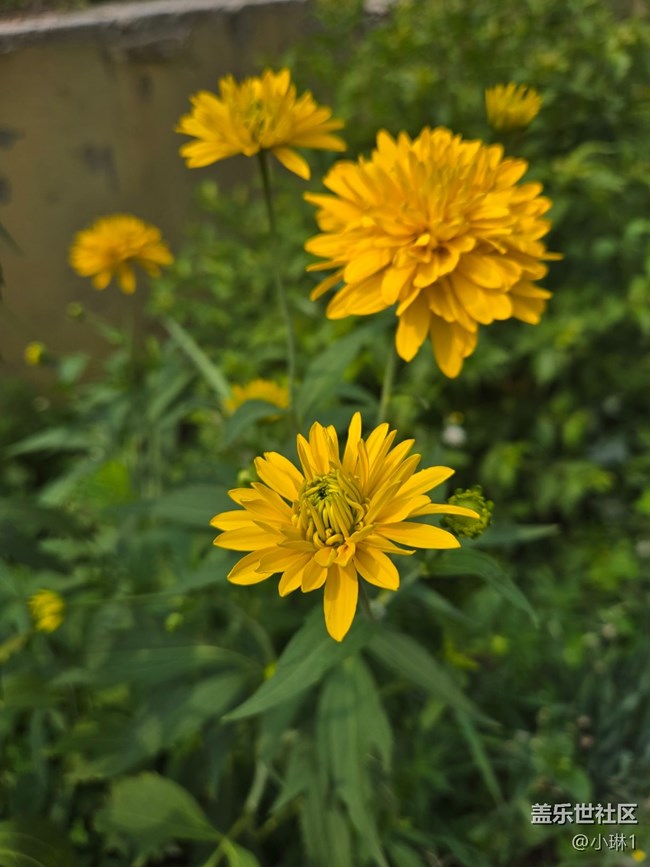 【瞬間及永恒】花