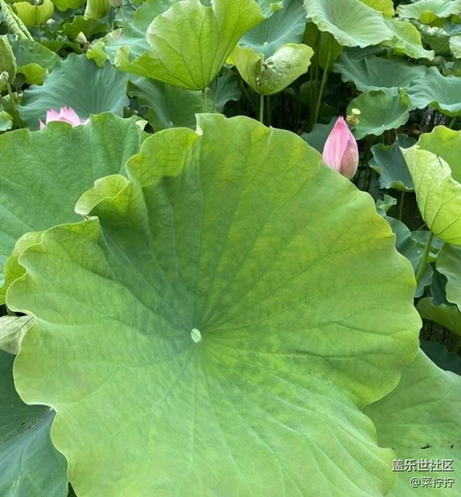 【雨過(guò)天晴】荷葉圓圓