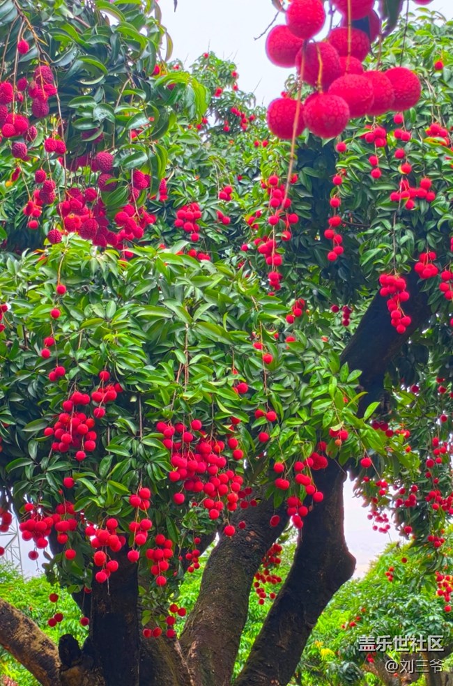 【瞬間及永恒】夏意漫染，萬物生息