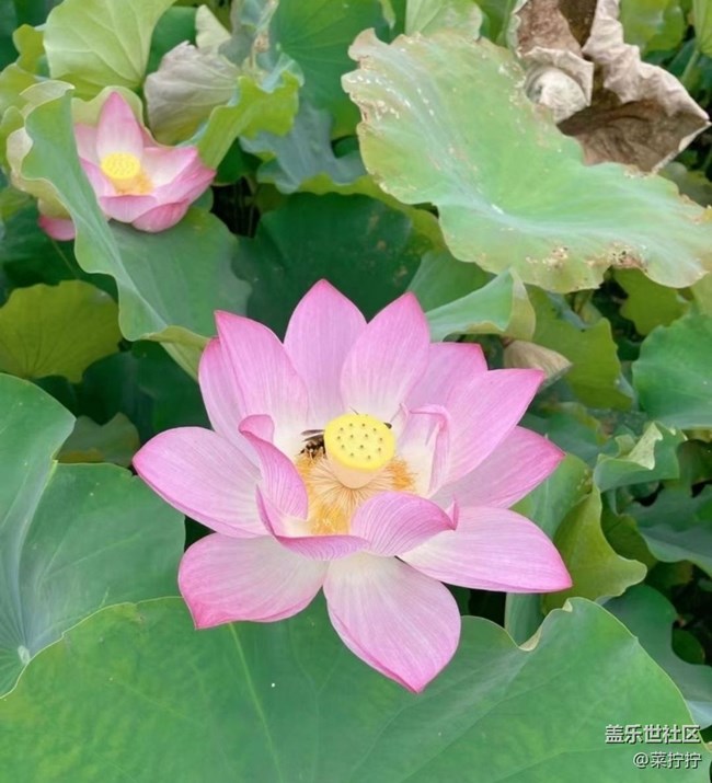 【雨過(guò)天晴】荷葉圓圓