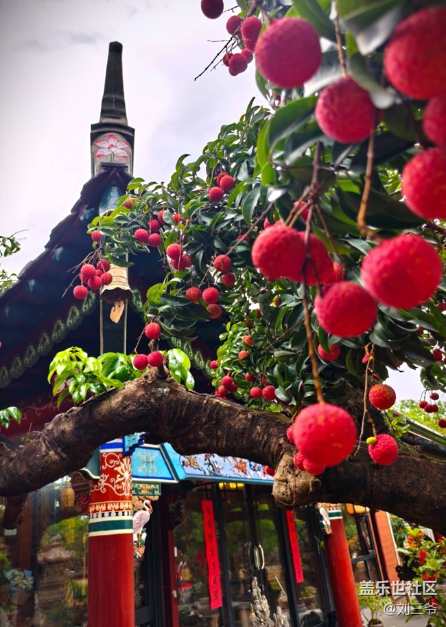 【瞬間及永恒】夏意漫染，萬物生息