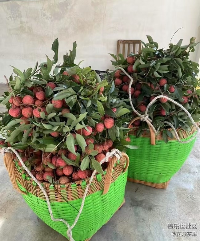 瞬間及永恒+采摘荔枝