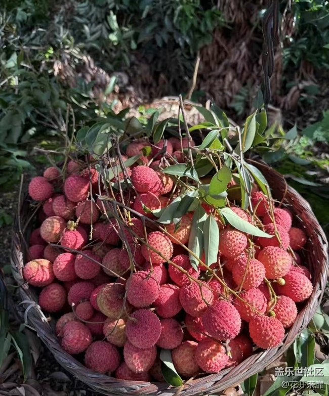瞬間及永恒+采摘荔枝