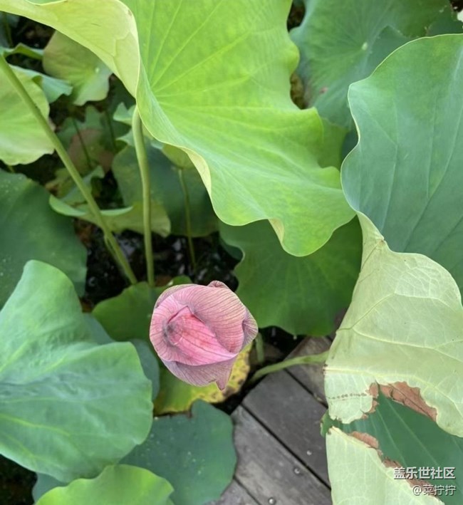 【雨過(guò)天晴】荷葉圓圓